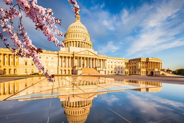 ワシントン dc の桜 — ストック写真