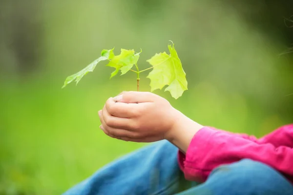 Criança segurando pouca planta verde nas mãos — Fotografia de Stock