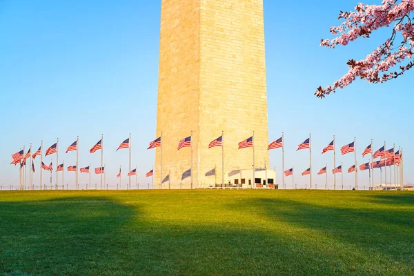 Flor de cerejeira perto de Washington Monumento, EUA — Fotografia de Stock