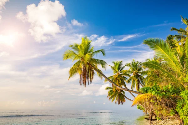 Palm trees on maldivian beach — Stock Photo, Image