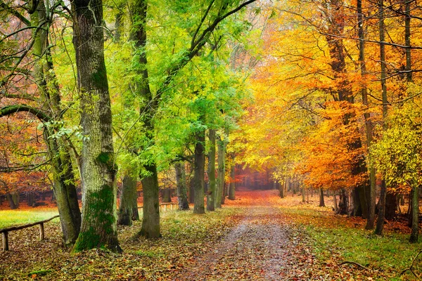 Path in autumn forest — Stock Photo, Image