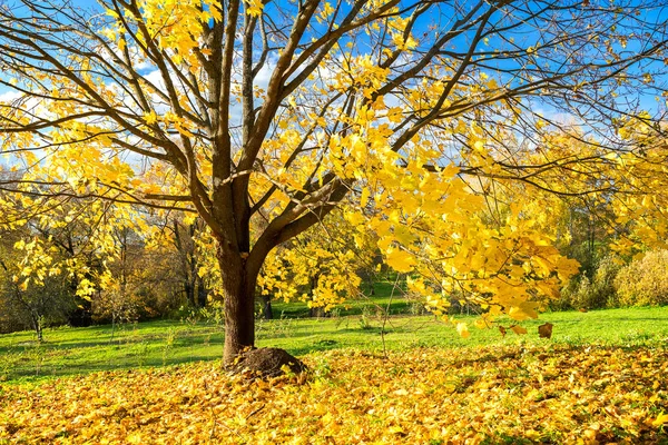 Colorful autumn tree — Stock Photo, Image