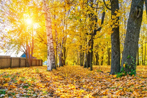 Parco autunnale soleggiato — Foto Stock