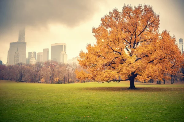 NY Central park op regenachtige dag — Stockfoto