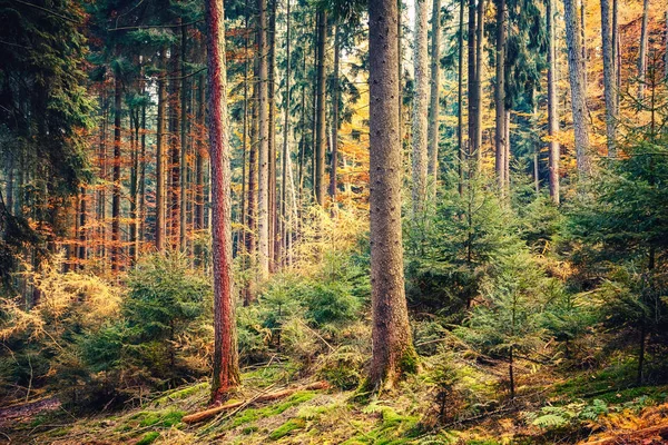 Podzimní les v Německu — Stock fotografie