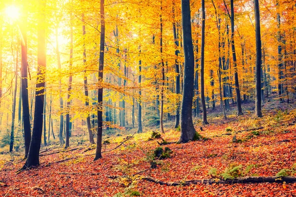 Zonnige herfst bos — Stockfoto