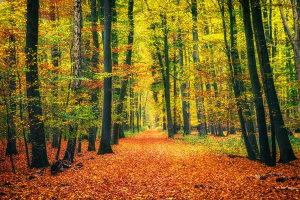 Pad in herfstbos — Stockfoto