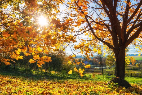 Árbol de arce de otoño brillante — Foto de Stock