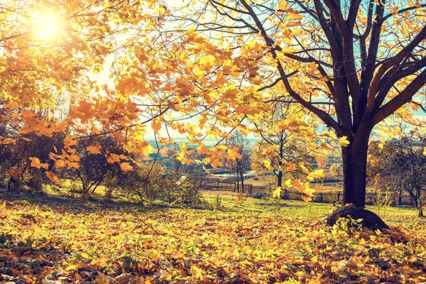 Jasna jesień klon drzewo — Zdjęcie stockowe