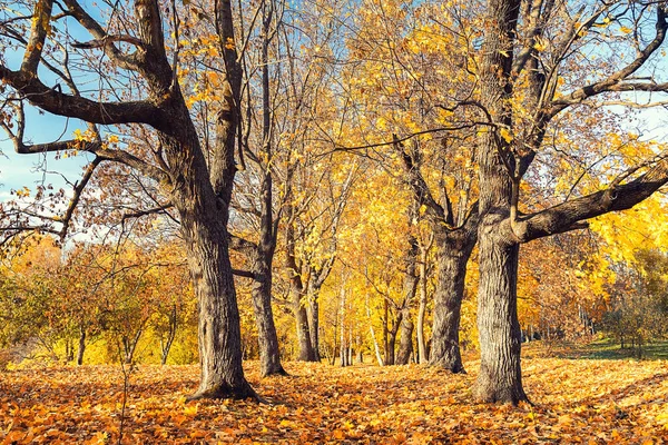 Zonnige herfst in het park — Stockfoto