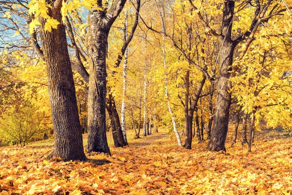 Autunno soleggiato nel parco — Foto Stock