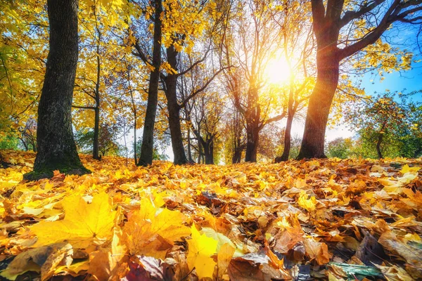 Jasne liście w jesiennym parku — Zdjęcie stockowe