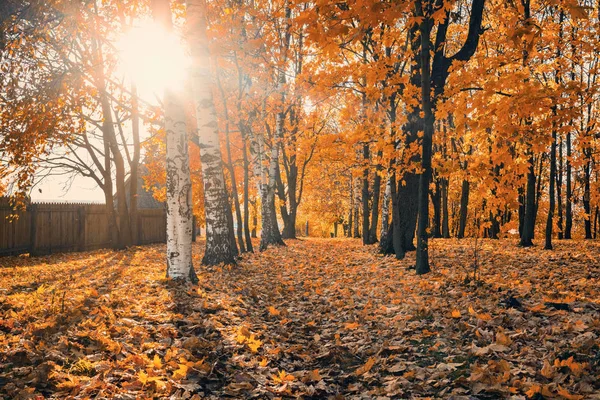 Sonniger Herbst im Park — Stockfoto