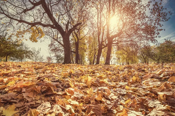 秋天公园明亮的树叶 — 图库照片