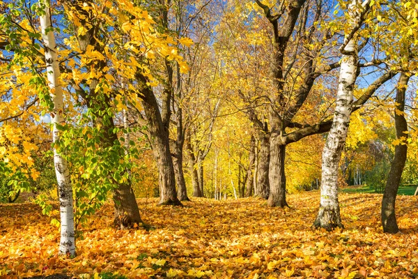 Sunny autumn in the park — Stock Photo, Image