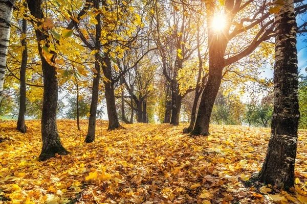 Sonniger Herbst im Park — Stockfoto