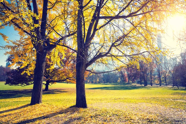 Central park güneşli sonbahar günü adlı — Stok fotoğraf