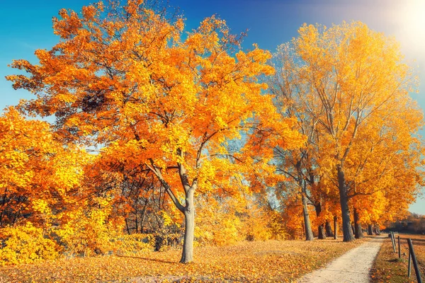 Sunny autumn in the park — Stock Photo, Image