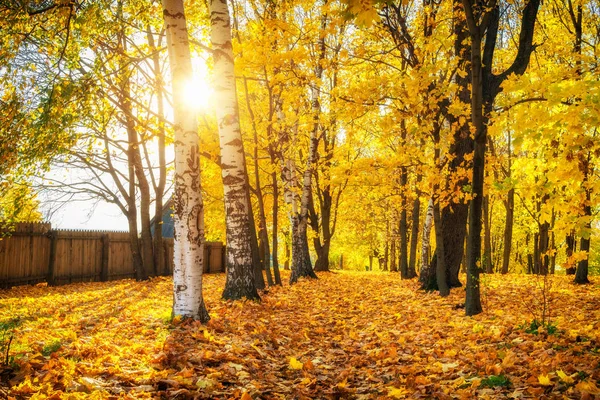 Napsütéses ősz a parkban — Stock Fotó