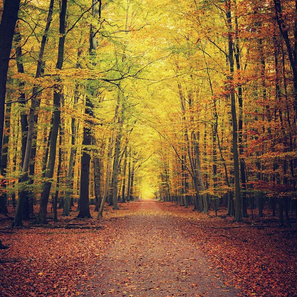 秋天森林的路径 — 图库照片