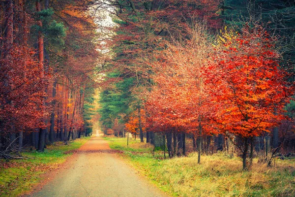 Camino en el bosque de otoño — Foto de Stock