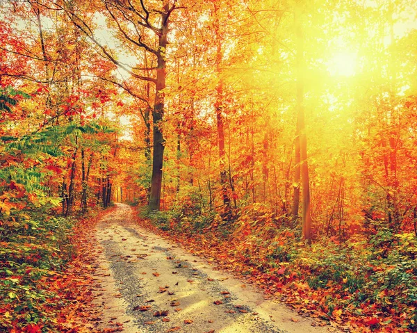 秋天森林里的小路 — 图库照片