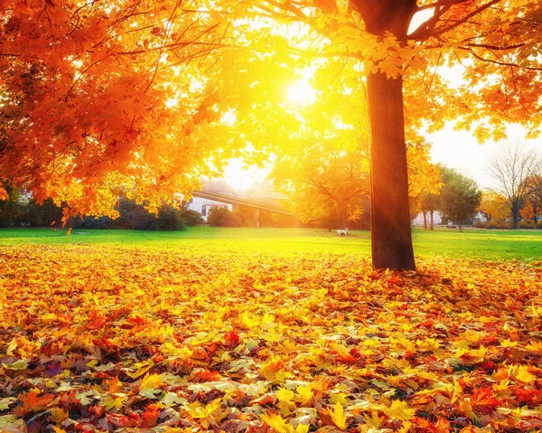 Bordos de outono ensolarados no parque — Fotografia de Stock