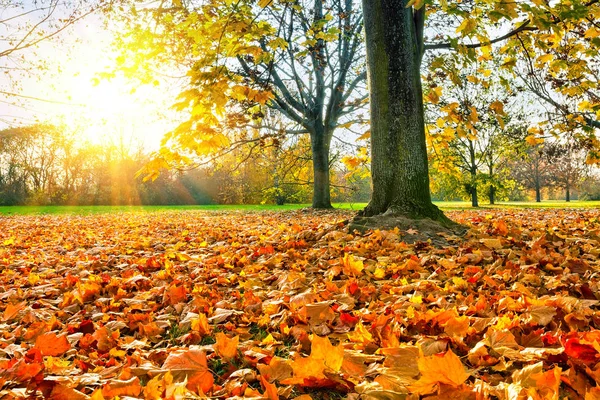 Bordos de outono ensolarados no parque — Fotografia de Stock