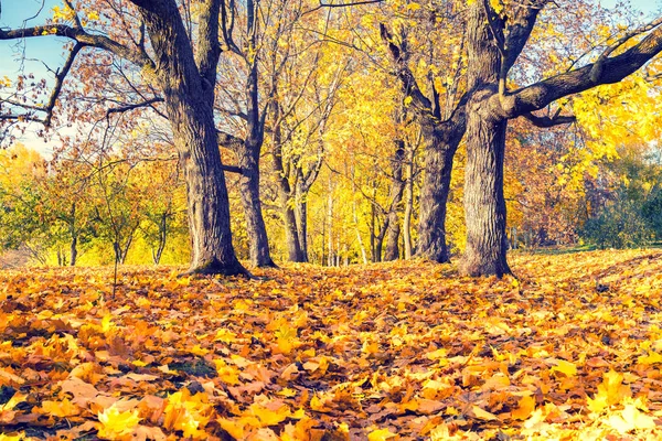 Toamna însorită în parc — Fotografie, imagine de stoc