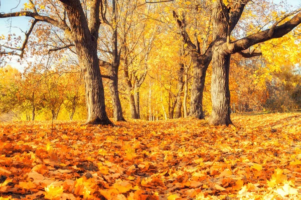 Sunny autumn in the park — Stock Photo, Image