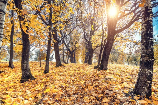 Parkta güneşli sonbahar — Stok fotoğraf