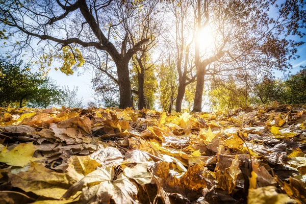 Feuillage lumineux dans le parc d'automne — Photo