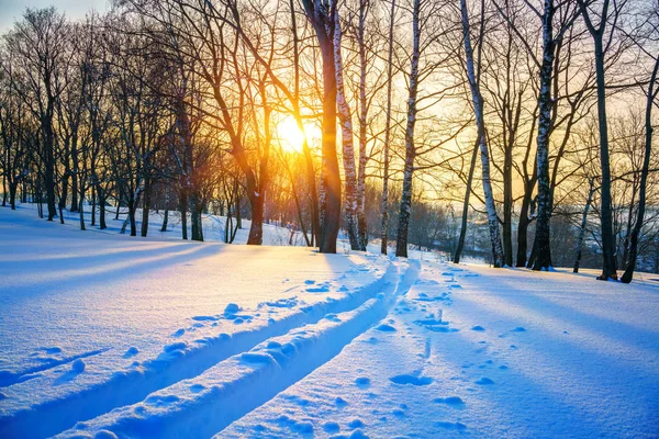 Pista da sci nella foresta invernale — Foto Stock