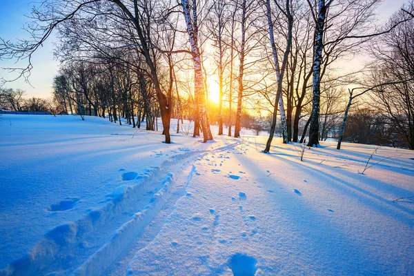 Pista de esquí en bosque de invierno — Foto de Stock
