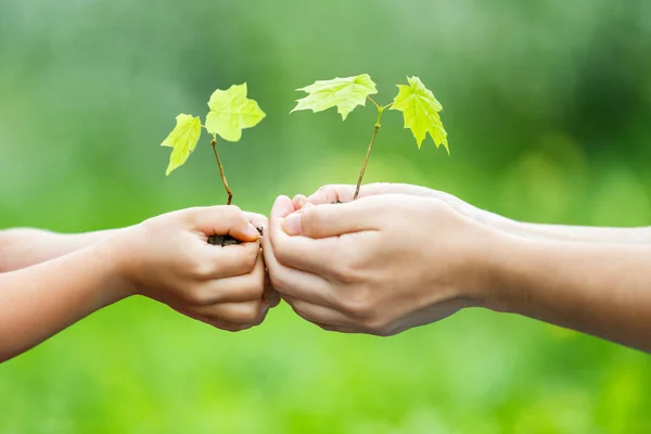 Vuxen och barn hålla lite grön växt i händer — Stockfoto