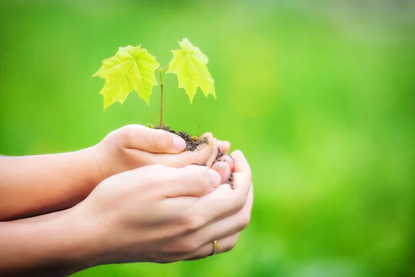 Adulto e criança segurando pouca planta verde nas mãos — Fotografia de Stock