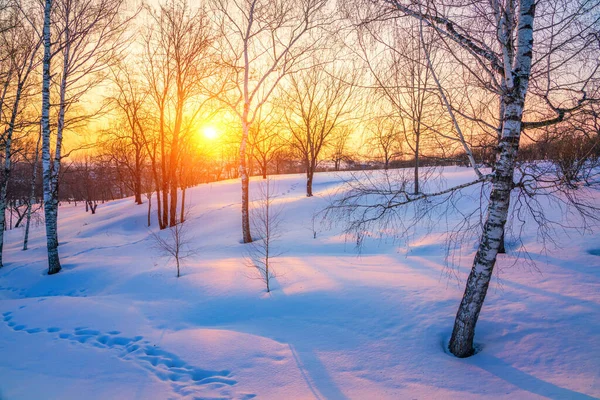 Colorful winter sunset — Stock Photo, Image