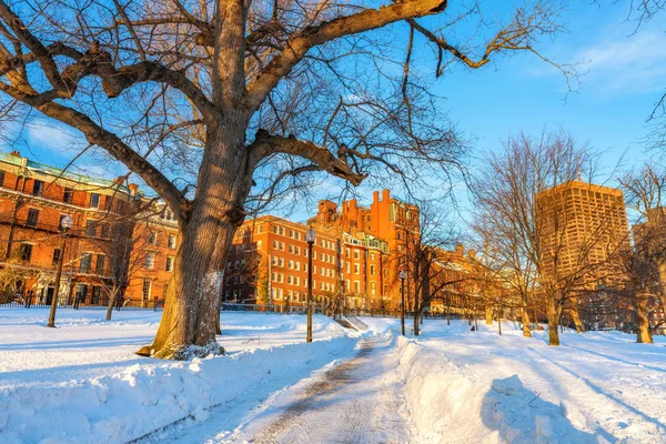 Boston common at winter — Stock Photo, Image