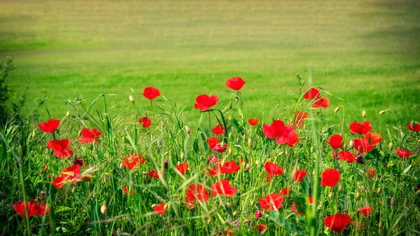 Red poppies in Tuscany at spring — Stock Photo, Image