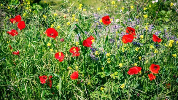 Amapolas rojas en Toscana en primavera — Foto de Stock