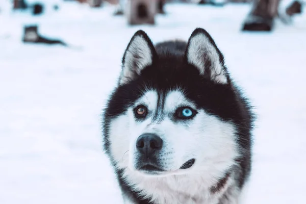 Színes Megjelenés Husky Dog Ushuaia Winter Center — Stock Fotó