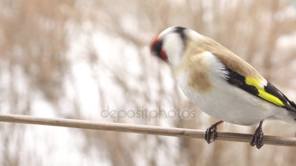 Aranyos goldfinch ágon ül — Stock videók