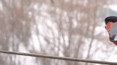 Sparrow ile mücadele şakrak kuşu