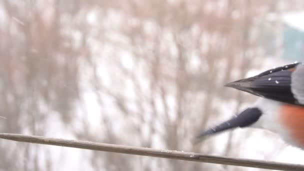 Bullfinch comendo sementes — Vídeo de Stock