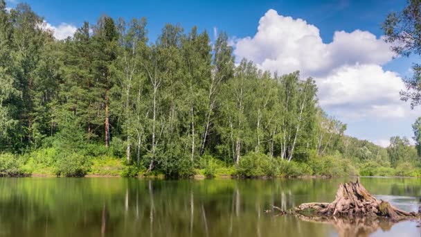 Teich im Sommerwald. — Stockvideo