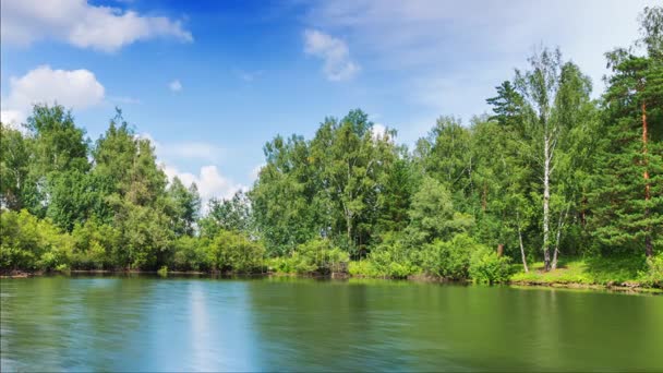 Teich im Sommerwald. — Stockvideo