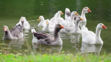 Yeşil su birikintisi içinde yüzmeye kaz