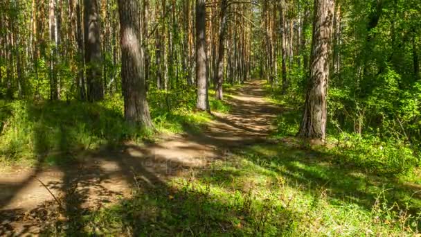 Vandringsled i sommar skog. — Stockvideo