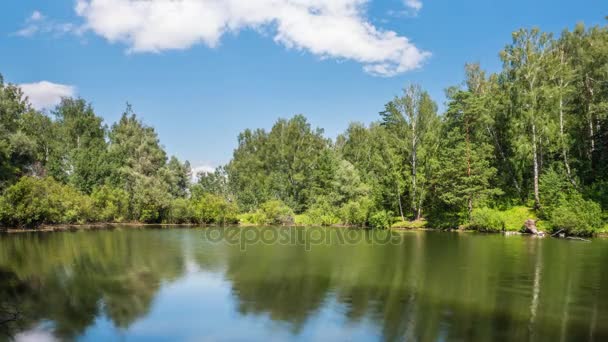 Floresta de Verão sob Nuvens — Vídeo de Stock