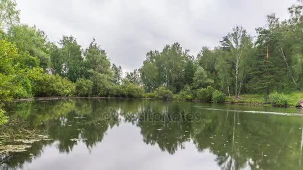 Floresta de Verão sob Nuvens — Vídeo de Stock